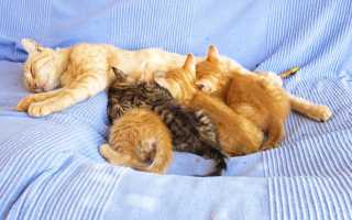 Как приучить кота к лежанке? Как приучить кошку к домику?
